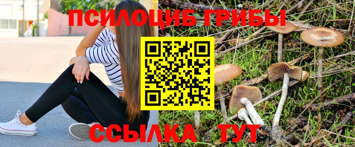 Зерноград  Псилоцибиновые грибы Cubensis  Вход с VPN  Псилоцибиновые грибы прущие грибы 